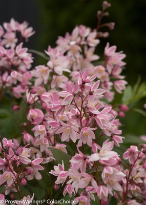 Zwerg-Maiblumenstrauch 'Yuki Cherry Blossom' (Deutzia gracilis 'Yuki Cherry Blossom') Zwerg-Maiblumenstrauch 'Yuki Cherry Blossom' (Deutzia gracilis 'Yuki Cherry Blossom')