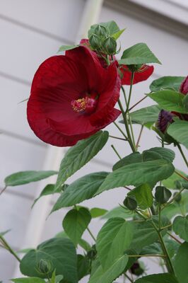 Hibiscus moscheutos, Staudenhibiskus, Sumpfeibisch, Riesenhibiskus, Staude, Hibiskus