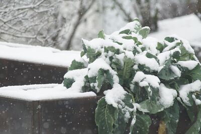 Wintergemüse anbauen: Leitfaden von Aussaat bis Ernte