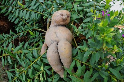 Der grosse Lubera-Süsskartoffelwettbewerb 2025