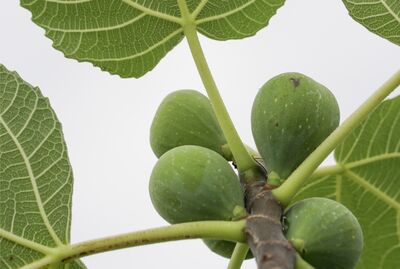 >Mes figues ne m�rissent pas : que puis-je faire ?