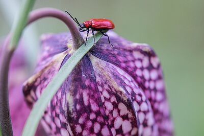 Lilienhähnchen-Alarm: So erkennst und bekämpfst du den roten Käfer wirksam