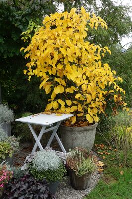 Minikiwi, HerbstfÃ¤rbung, Actinidia arguta