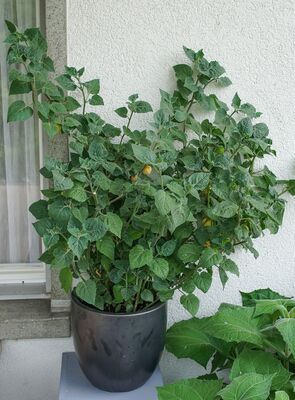 Physalis im Topf