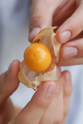 Physalis peruviana, Andenbeere, Frucht in Hlle