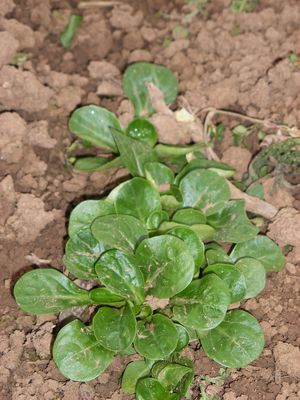 Feldsalat Verte de Cambrai BIO