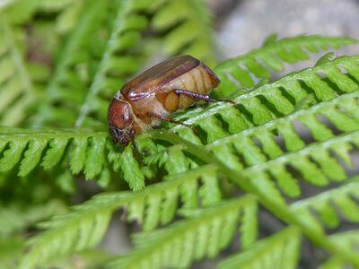 >Junik�fer im Garten: Harmloser K�fer oder ernstes Problem?
