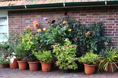 Dahlia Sorten,Dahlien im Herbst, Dahlien im Topf Sorten 'Sylvia', 'Ben Huston',  'Souvenir d't', 'Cornel Brons', Dahlienprojekt getopfte Dahlien, Dahlie Staude