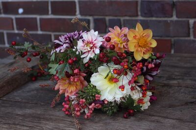 Dahlien Schnittblumen