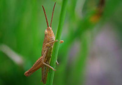 Das unfreiwillige Superfood aus dem Garten