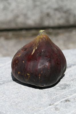 Fruchtfeige Dauphine (Synonym Rosetta) Fruchtfeige Dauphine (Synonym Rosetta)