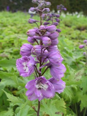 Delphinium Pacific-Hybr. 'Astolat'