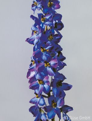 Delphinium x elatum 'Waldenburg', Rittersporn