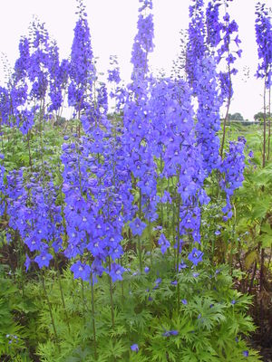 Delphinium x belladonna 'Piccolo'