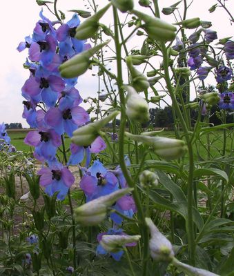 Delphinium x elatum 'Ouvertre'