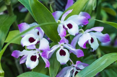 Orchidee dendrobium pflanzen, pflegen, vermehren &amp; &uuml;berwintern
