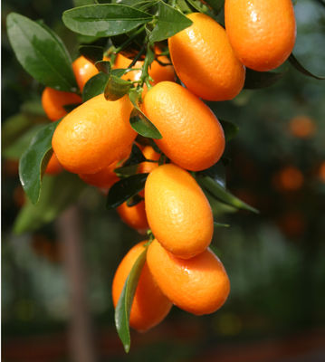 Der Kumquatbaum - Das Geheimnis regelmässiger Erträge