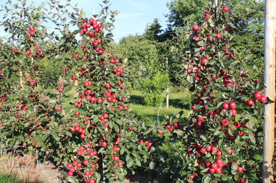 Der Redlove-Hängebaum - Schmuck für jeden Garten