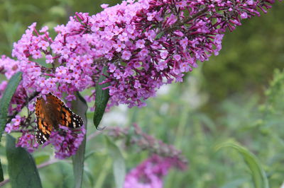 Sommerflieder: Alles über Pflanzung, Pflege und Schnitt des Schmetterlingsstrauchs (Buddleja davidii)
