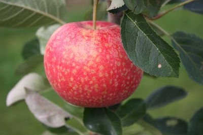 Warum frhe Apfel-Sorten so wichtig sind &#8211; was ich von Henri Delbard gelernt habe