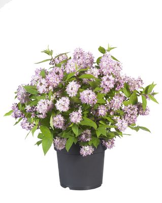 Deutzia Raspberry Sundae, Maiblumenstrauch Raspberry Sundae