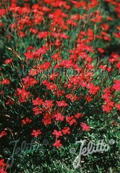 Dianthus deltoides Billant, Staude, Pppel