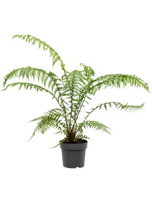 Dicksonia antarctica, Stamm, im 26cm Topf, Hhe 70cm, Breite 50cm