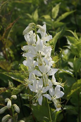 Dictamnus albus 'Albiflorus'