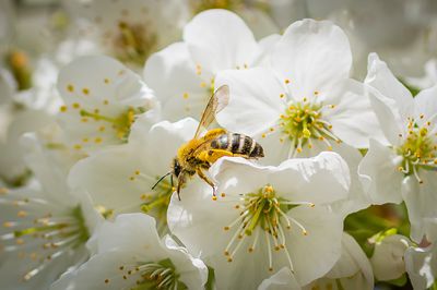 Die Bienenweide des Monats April - die Kirsche