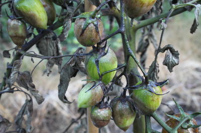 Die Braunfule (Phytophthora infestans) bei Tomaten