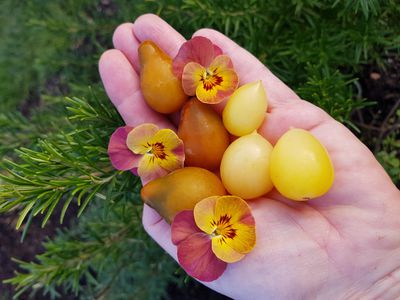 Tomaten machen glcklich - auch im Winter 