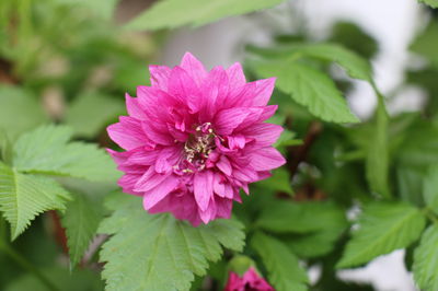 Die Rosenhimbeere Rubus spectabilis
