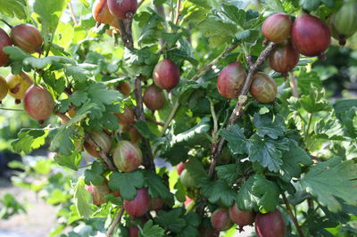 Die Stachelbeeren aus dem Garten des Grossvaters