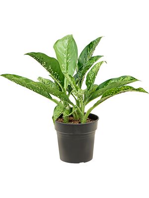 Dieffenbachia 'Crocodile', Busch, im 21cm Topf, Hhe 50cm, Breite 40cm