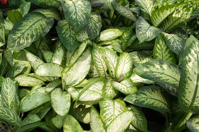 Wieso bekommt die Dieffenbachia gelbe Blätter?