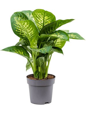 Dieffenbachia seguine 'Reeva', Tuff, im 24cm Topf, Hhe 70cm, Breite 45cm