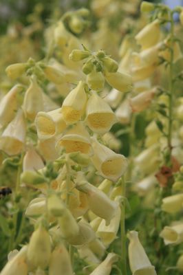 Digitalis grandiflora 'Dwarf Carillon'  