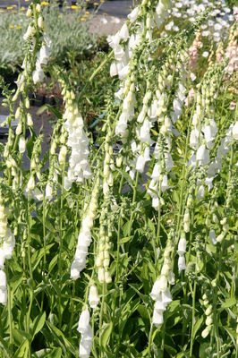 Digitalis Purpurea Alba Samen – Weißer Fingerhut, Mehrjährig, Ca. 100 Samen Für Den Garten