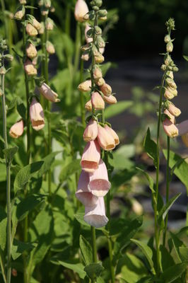 Digitalis purpurea 'Apricot'