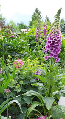 Digitalis purpurea 'Foxy', Digitalis purpurea 'Foxy'