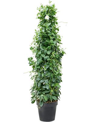 Dipladenia classic white, Pyramide, im 30cm Topf, Hhe 160cm, Breite 55cm