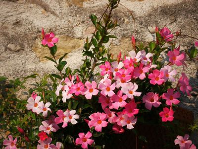 Mandeville überwintern - Winterruhe für das Blütenwunder