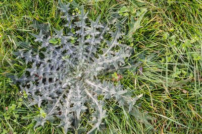 Disteln bekämpfen : Tipps zur Distel Vernichtung