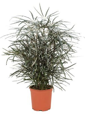 Dizygotheca elegantissima, Busch, im 19cm Topf, Höhe 55cm, Breite 35cm