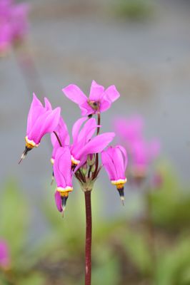 Dodecatheon pulchellum 'Red Wings'