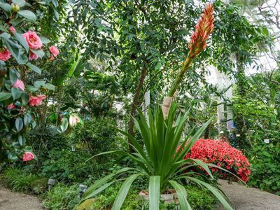 Speerblume Doryanthes palmeri - Sukkulente mit flammenden Blüten