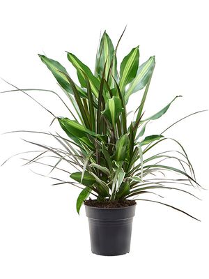 Dracaena combo, im 17cm Topf, Hhe 60cm, Breite 20cm