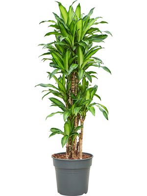 Dracaena deremensis 'Eve', Verzweigt-Multi, im 30cm Topf, Hhe 150cm, Breite 70cm