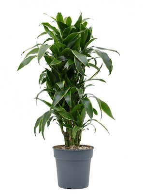 Dracaena fragrans 'Arturo', Verzweigt-Multi, im 27cm Topf, Höhe 110cm, Breite 60cm
