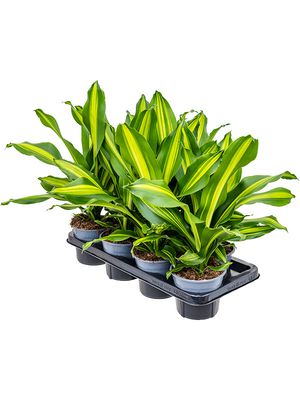 Dracaena fragrans 'Burley' 7/tay, Kopf, im 14cm Topf, Hhe 40cm, Breite 25cm